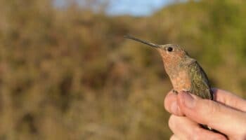 Descubren al colibrí más grande del mundo