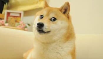 ¡Hasta siempre Doge! Muere Kabosu, la shiba inu que inspiró el meme y la criptomoneda Dogecoin