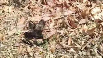 Estas hipótesis tiene Semarnat sobre lo que provoca la muerte de monos aulladores en Tabasco y Chiapas