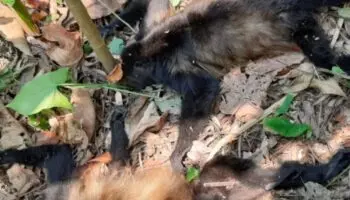 En no más de una semana sabremos cuántos monos aulladores han muerto: Semarnat | Entérate