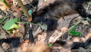 En no más de una semana sabremos cuántos monos aulladores han muerto: Semarnat | Entérate