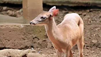 Mueren 7 animales tras el cierre de los zoológicos en Costa Rica