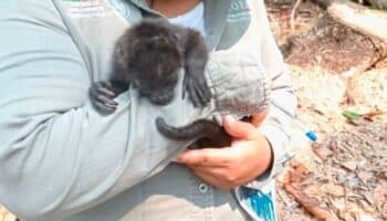 Muerte de monos aulladores se han reportado desde el 4 de mayo: Semarnat