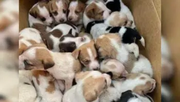 Salvan a 30 cachorritos abandonados en una caja