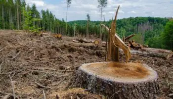 Nos planteamos reducir hasta un 50% la deforestación por agricultura y ganadería: Julio Berdegué | Entérate
