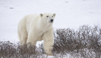 La desaparición de osos polares de la bahía de Hudson podría ser "inminente"