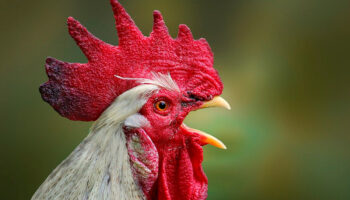 OMS pide estar alerta tras la primera muerte por gripe aviar en México