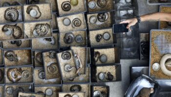 Cientos de animales muertos tras incendio en mercado callejero de Bangkok