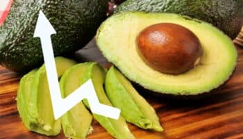 Comerciantes denuncian aumento del 40 % en precio del aguacate por la violencia