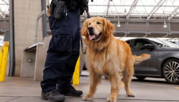 Goose, el golden retriever que lucha contra el fentanilo en EU