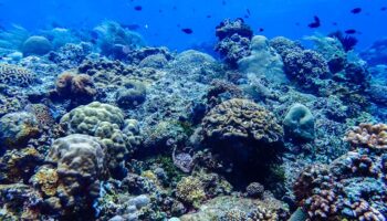 Estudio revela colapso del 70% en la cadena alimentaria de arrecifes del Caribe