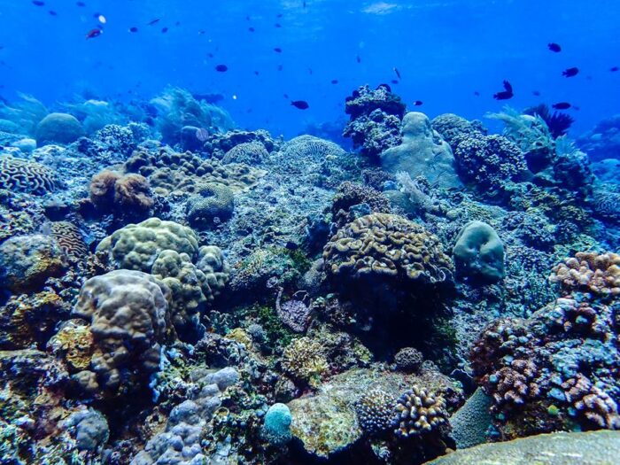 Estudio revela colapso del 70% en la cadena alimentaria de arrecifes del Caribe