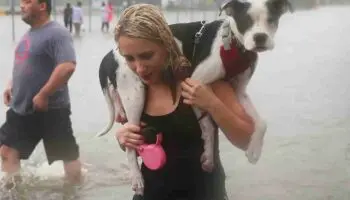 ¿Cómo cuidar a tu perro o gato durante un huracán?