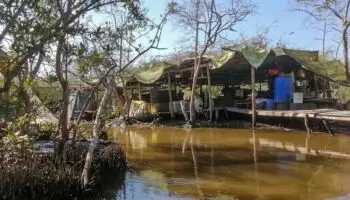 Narco-contaminación: Los manglares, de refugio de peces a guarida de narcos | Especial