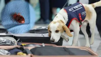 ¡No es fake! Conoce a Ceco, el perro surcoreano que busca chinches en atletas que regresan de París 2024