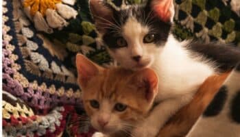 Día del gato | Manipulan a sus cuidadores y más si son mujeres