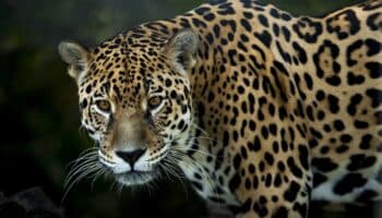 IA y algoritmos para la conservación: Protegiendo a los jaguares de Yucatán