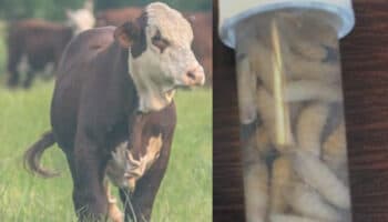 'Es de terror', dice presidente de Unión Ganadera sobre avance del gusano barrenador en México | Video