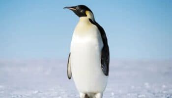 De Australia a la Antártida | Conoce la sorprendente travesía del pingüino emperador