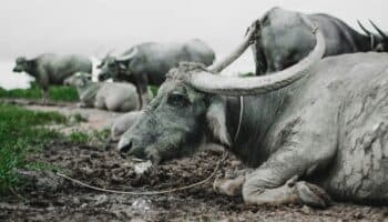 Ritual de sacrificio de animales más grande del mundo en Nepal