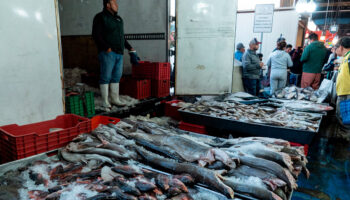 ¿Cuándo entra en vigor la Ley Silla? Esto sabemos
