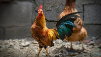 Cuatro muertos en ataque armado a palenque durante pelea de gallos