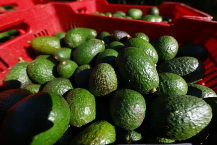 Aguacateros modifican operaciones por suspensión de EE.UU.