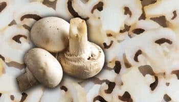 Los champiñones podrían ayudar a prevenir la gripa, revela estudio