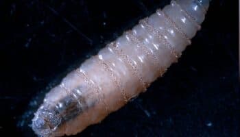 Identifican en Tabasco nuevo caso de gusano barrenador; EU no restringirá importaciones