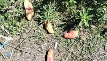 Tres niñas mueren por comer pan envenenado en Chiapas