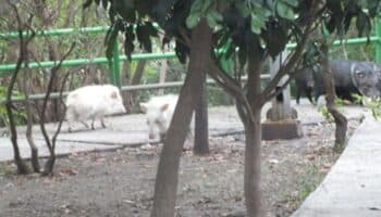 ¡Un blanquito en el arroz! Pecaríes albinos en el Cerro de la Silla en Monterrey