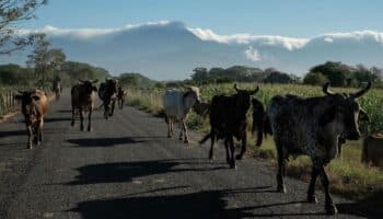 Gusano barrenador impacta al sector ganadero con pérdidas de 25 mdd diarios: Unión Ganadera