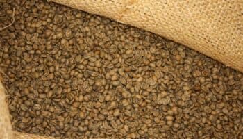 Productores de Chiapas reactivan exportación de café a EU tras incertidumbre