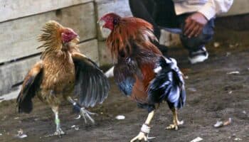Gobernador de Chiapas autoriza peleas de gallos, pese a reforma constitucional contra maltrato animal