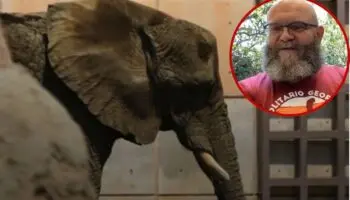 ¿De qué sirve ver a un animal enjaulado y sufriendo?: Helsinki de 'La casa de papel' aboga por liberar a elefanta Ely