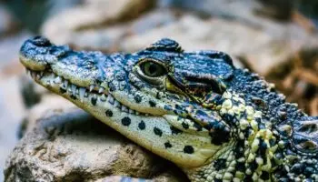 Descubren dos nuevas especies de cocodrilo en México