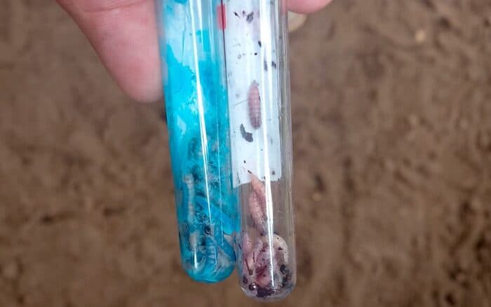 México suma 135 casos de gusano barrenador en humanos