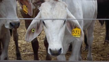 Estados Unidos ordena cierre inmediato al ganado mexicano por nuevo caso de gusano barrenador