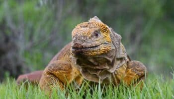 Suman esfuerzos en defensa de la singular iguana rosada de las Islas Galápagos
