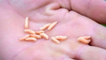 Ya suman cuatro casos de miasis por gusano barrenador en humanos en Chiapas