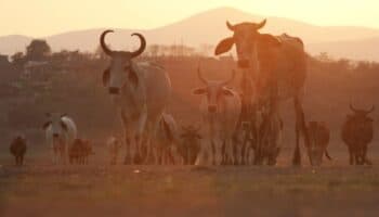 México y EU acuerdan medidas para reactivar exportaciones de ganado