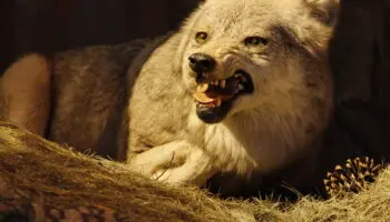 Taxidermias: El arte de preservar la vida