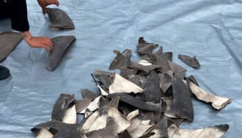 Aseguran 2 mil 433 kilos de aletas de tiburón con rumbo a Shanghai