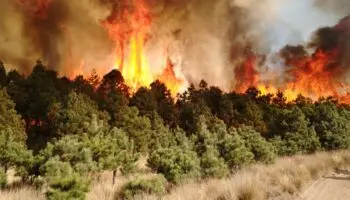 México entra al top 10 global de pérdida de bosques 2024 | Mongabay
