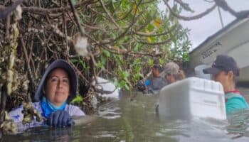 Lobas del Manglar: las pescadoras asumen el liderazgo para defender la pesca artesanal de bivalvos en Sinaloa