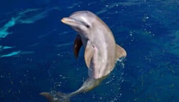 Delfín varado es maltratado y mutilado; Ministra de Ecuador anuncia investigación