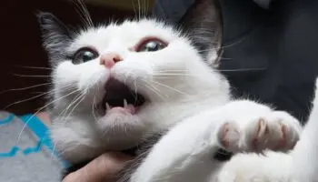 Gatos con la boca abierta, el órgano de Jacobson #Niñonautas con Kirén Miret
