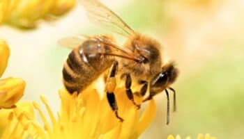 Gobierno prepara acciones para proteger a las abejas, anuncia Alicia Bárcena