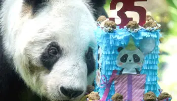 Panda Xin Xin celebra sus 35 años