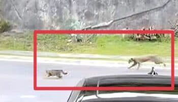 ¿Cómo afecta la urbanización en el hábitat de los pumas en NL? Pronatura Noreste explica